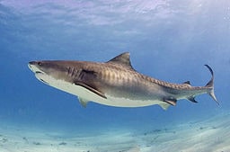 Tiger_shark(2)