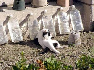 ペットボトル猫