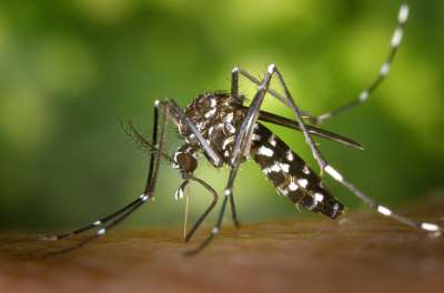 s_tiger-mosquito-49141_640
