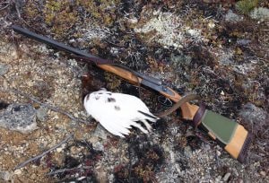 Double-barreled shotgun with a trophy tundra ptarmigan. North-East of Russia